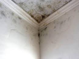 Best Mold Documentation for Insurance Claims  in South St Paul, MN